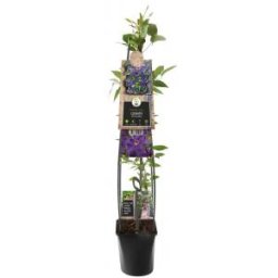Paarse bosrank (Clematis "The President") klimplant 120 cm-1